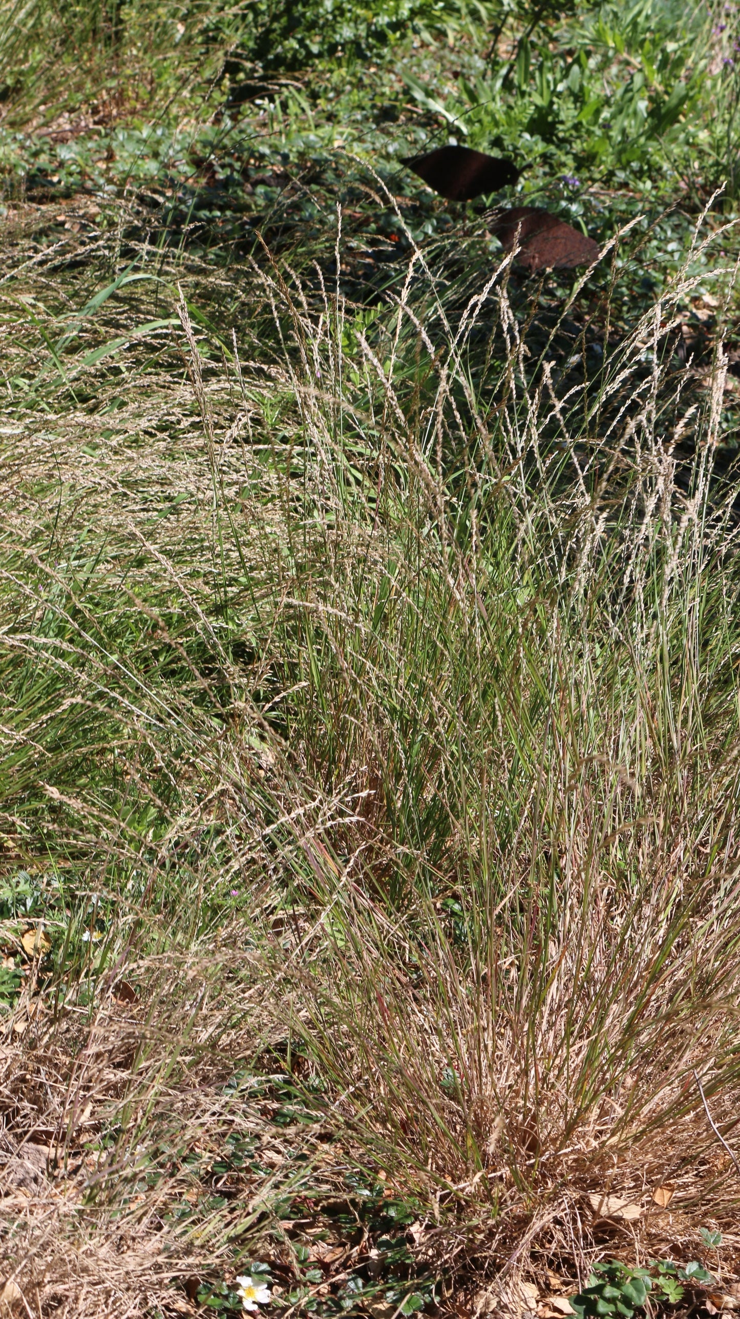 Melica torreyana, Torrey's Melic Grass
