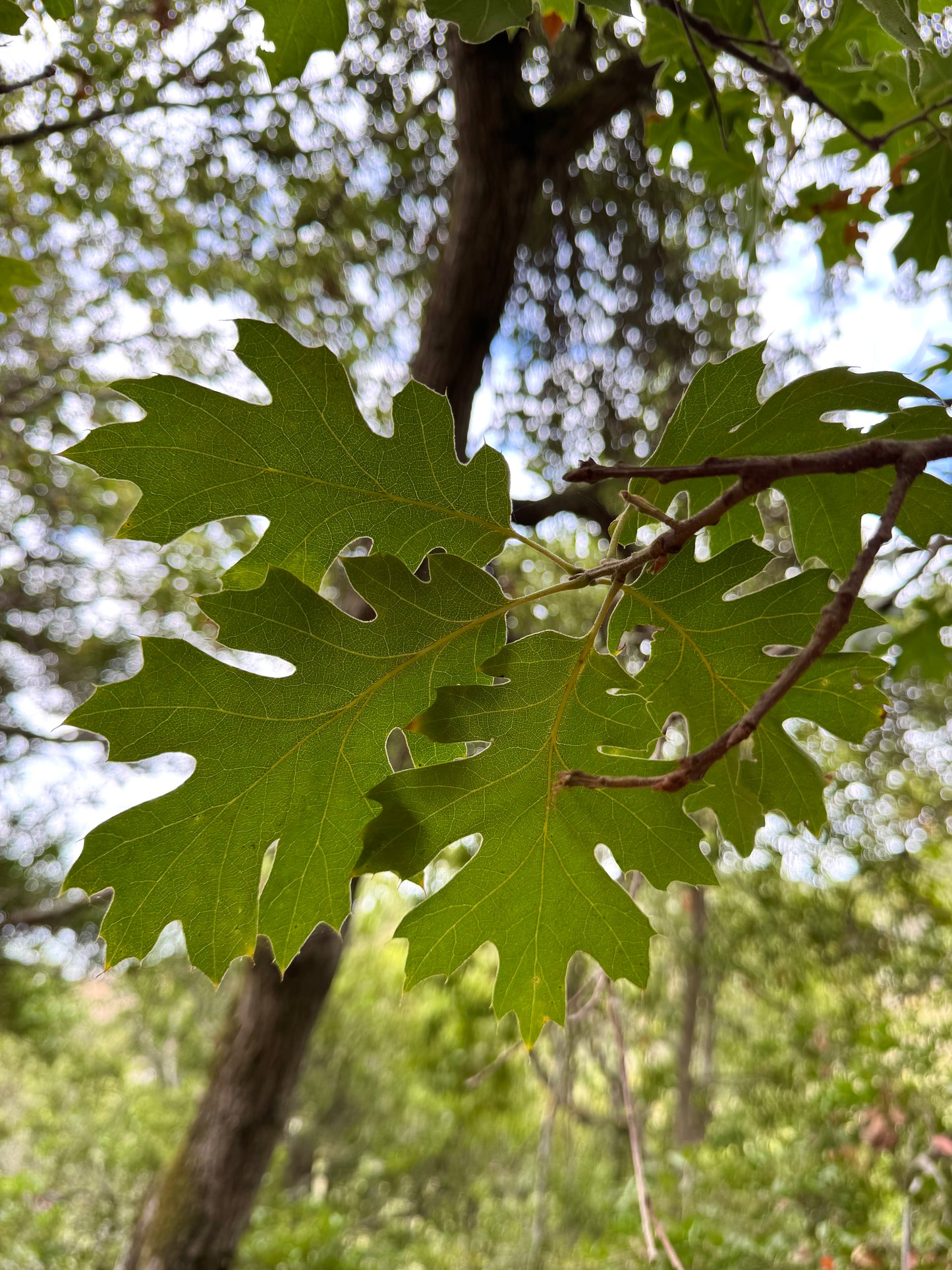 Quercus kellogii, California Black Oak