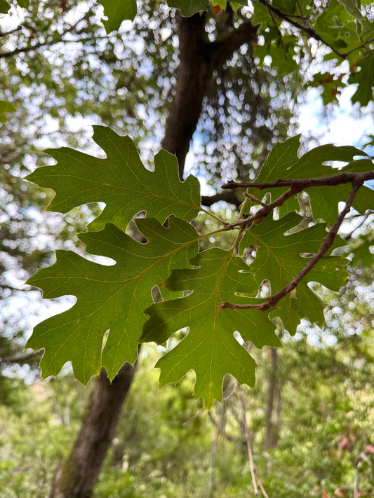 Quercus kellogii, California Black Oak