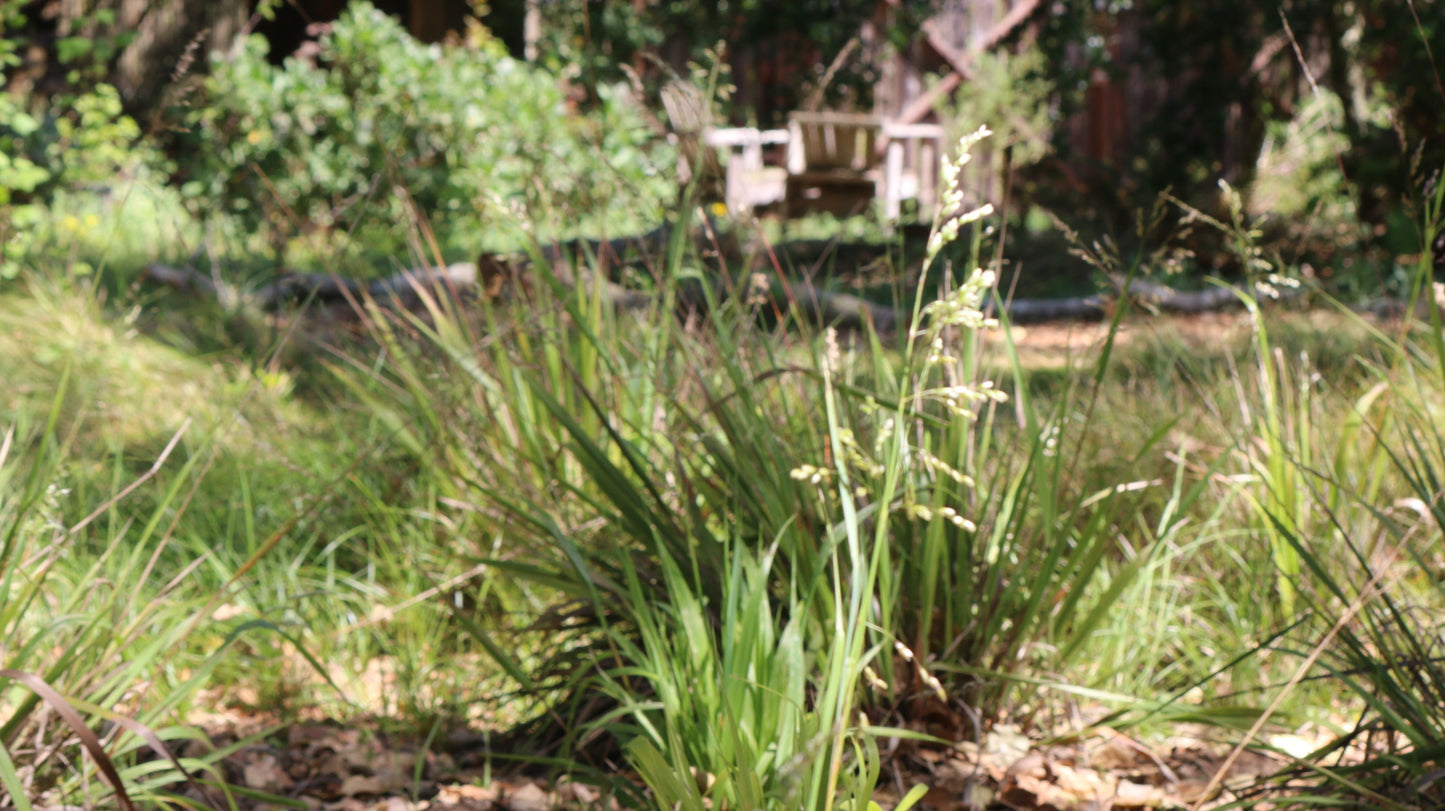 Anthoxanthum occidentale, CA Vanilla Grass