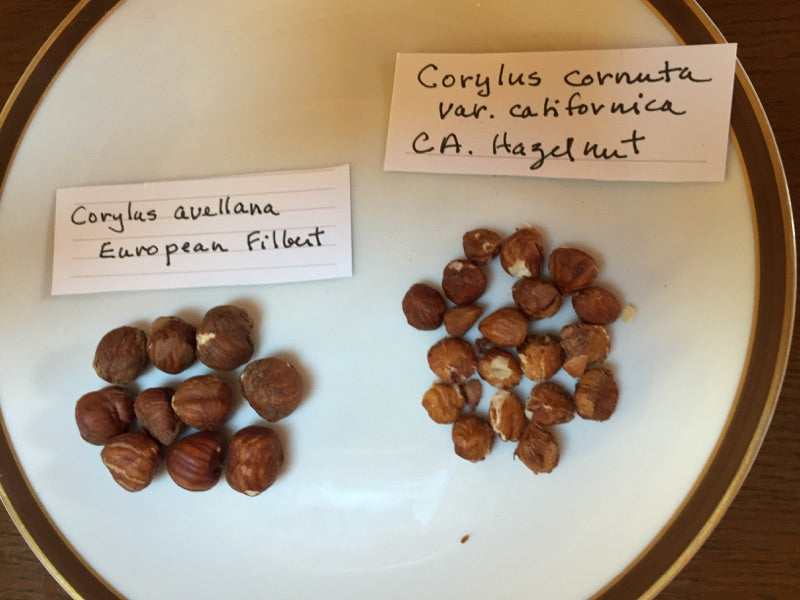 Corylus cornuta var. Californica, California Hazel-Nut