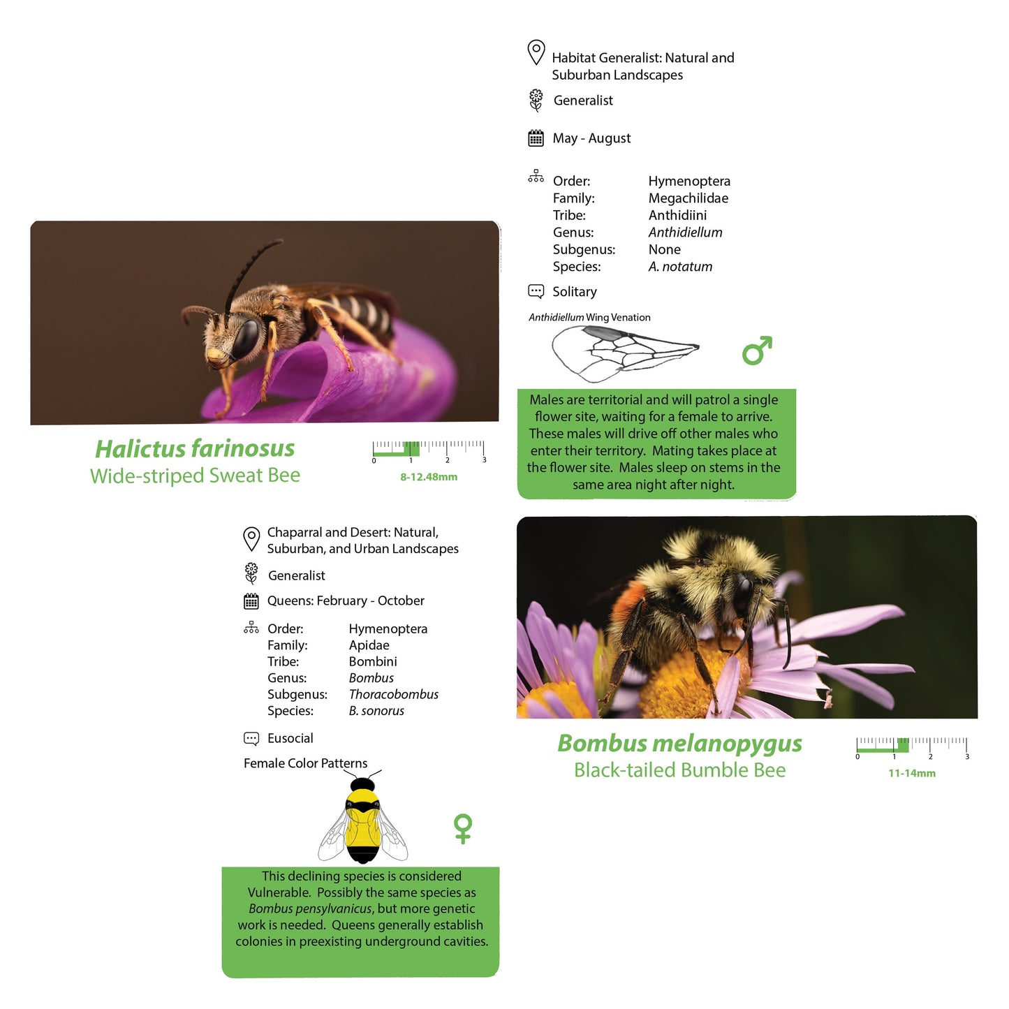 Native Bees of the Western United States Flashcards