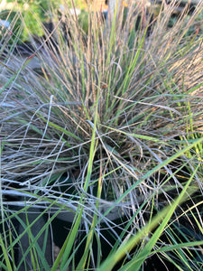 Calamagrostis foliosa, Leafy Reed Grass