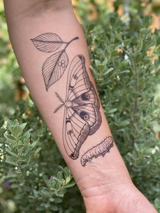 Polyphemus Moth by NatureTats