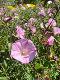 Calystegia purpurata, Pink Morning Glory