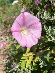 Calystegia purpurata, Pink Morning Glory