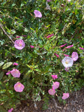 Calystegia purpurata, Pink Morning Glory