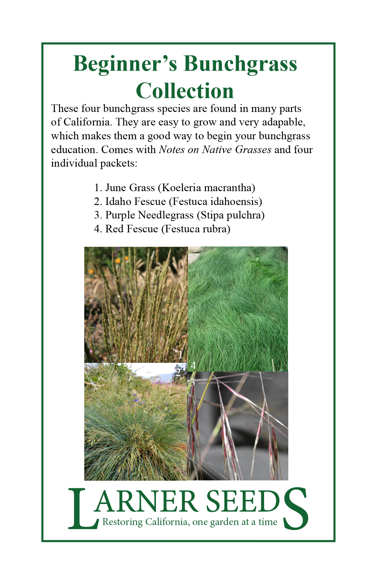 Beginner's Bunchgrass Collection