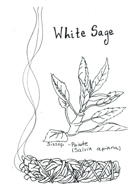 Black and white illustration of a white sage plant with text