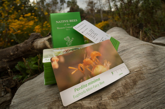 Native Bees of the Western United States Flashcards