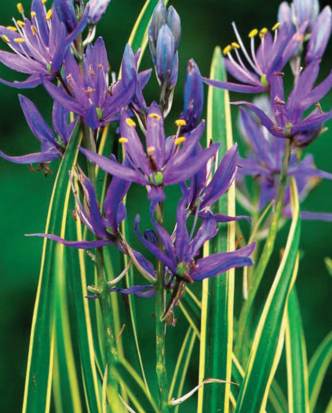 Camassia quamash "blue melody"