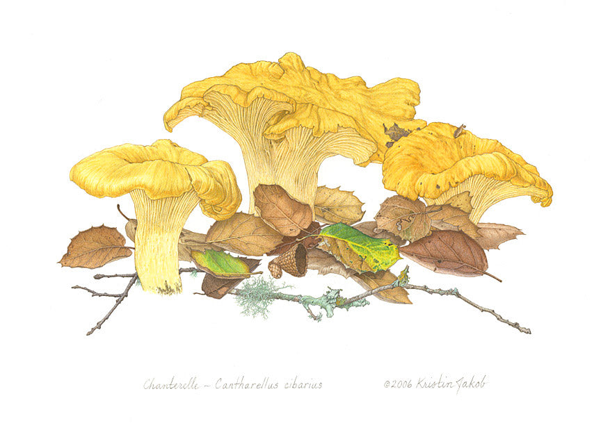 Chanterelles Notecard by Kristin Jakob