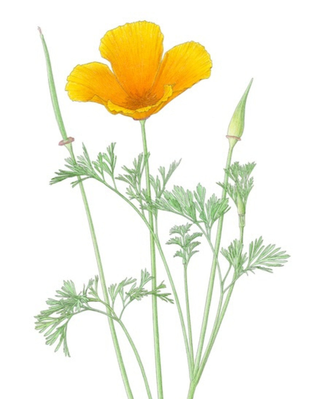 California Poppy Notecard by Kristin Jakob