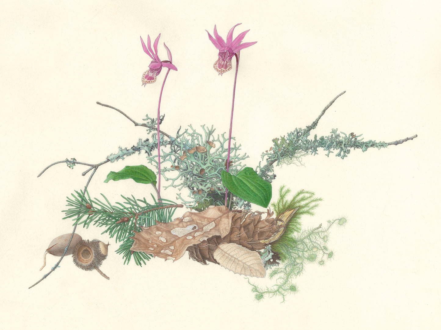 Calypso bulbs, Mt. Tamalpais Notecard by Kristin Jakob