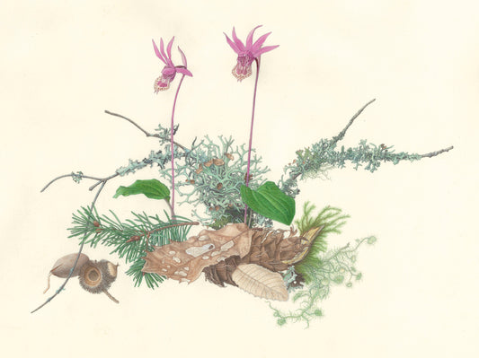 Calypso bulbs, Mt. Tamalpais Notecard by Kristin Jakob