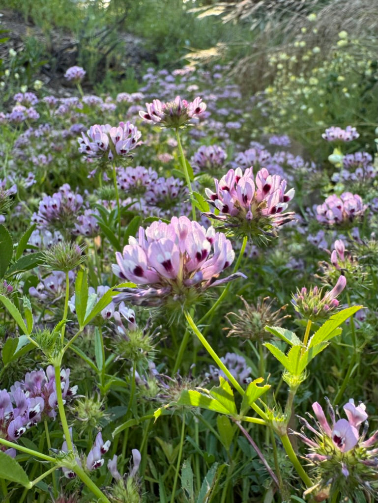 Trifolium willdenovii, Tomcat Clover