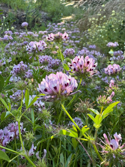 Trifolium willdenovii, Tomcat Clover