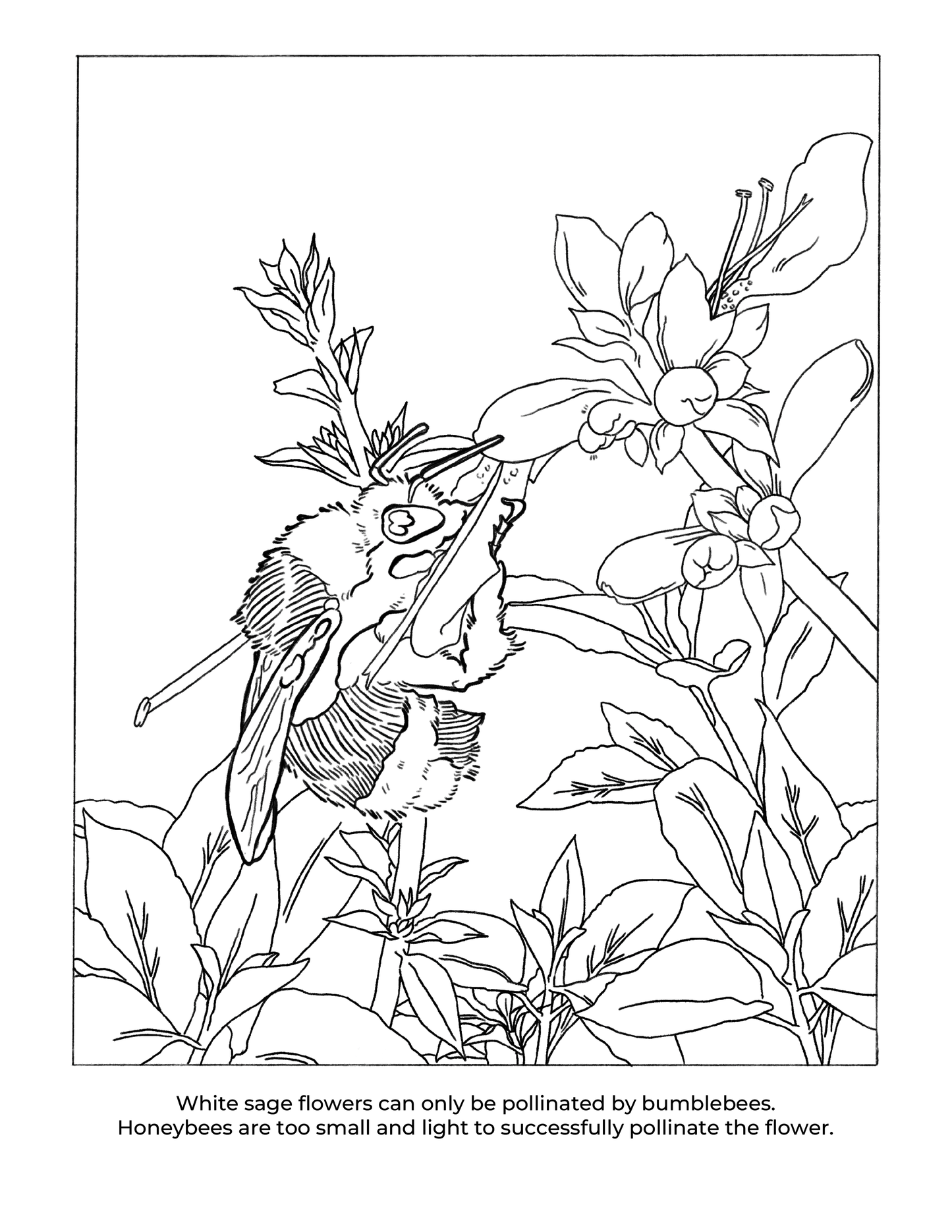 California Native Plants Coloring Book