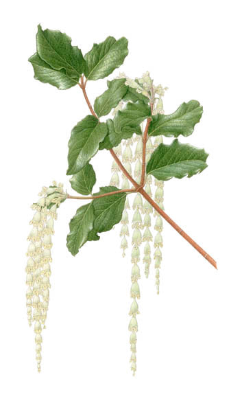 Coast Silk tassel Notecard by Kristin Jakob