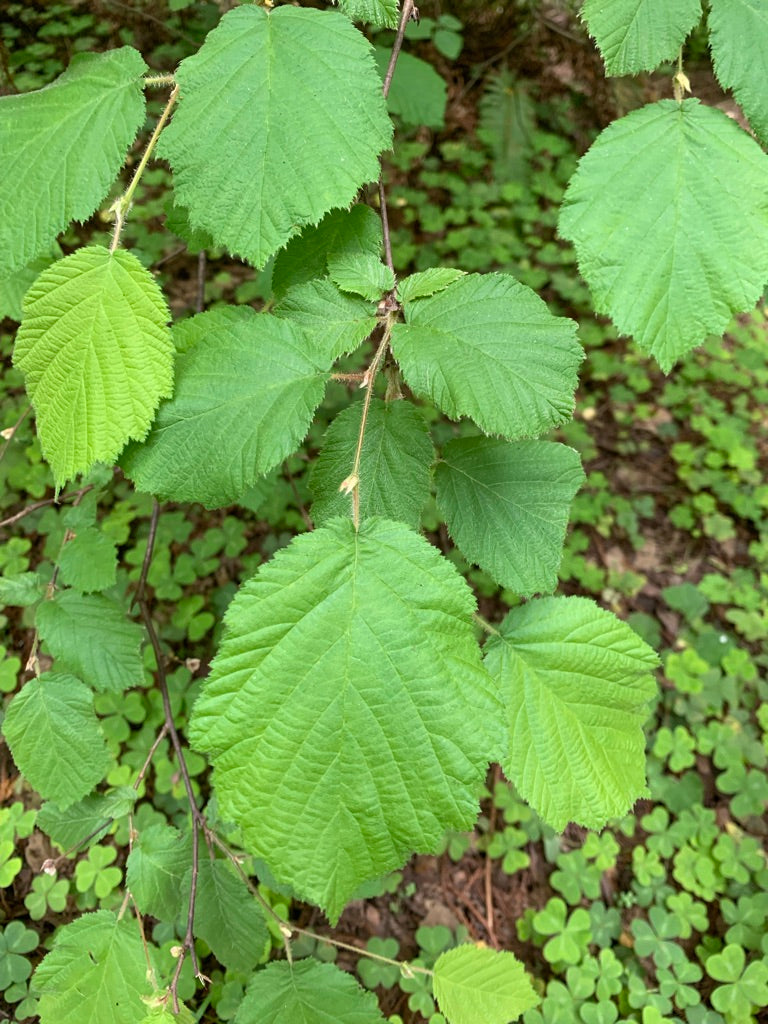Corylus cornuta var. Californica, California Hazel-Nut