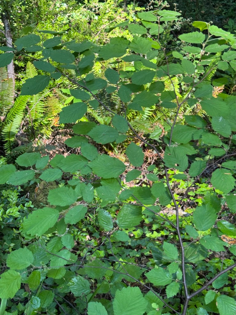 Corylus cornuta var. Californica, California Hazel-Nut