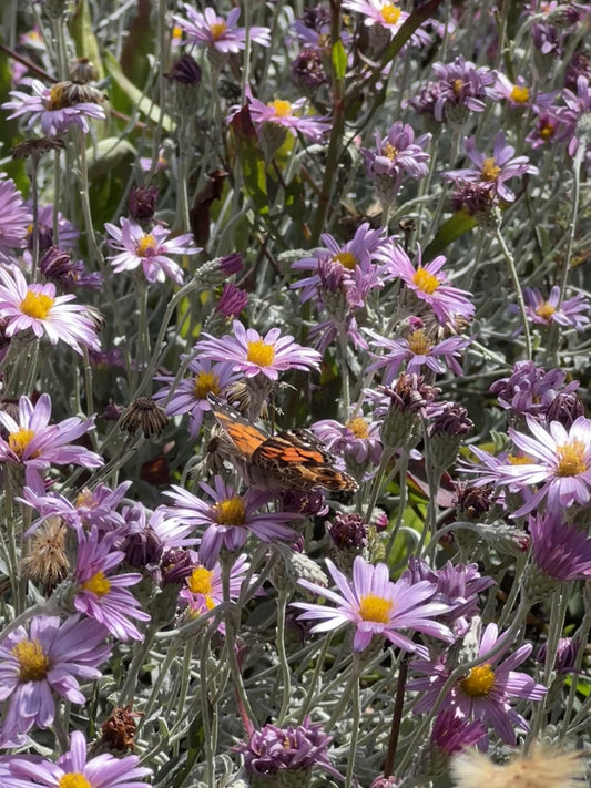 Corethrogyne filaginifolia, California Sandaster
