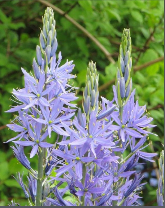Camassia cusickii, Cusick's Camas