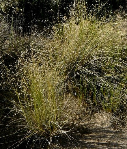 Stipa hymenoides, Indian Ricegrass