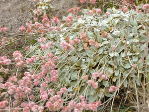 Eriogonum latifolium, Chalk Buckwheat