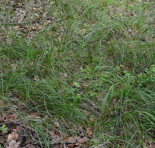 Stipa lepida, Foothill Needlegrass