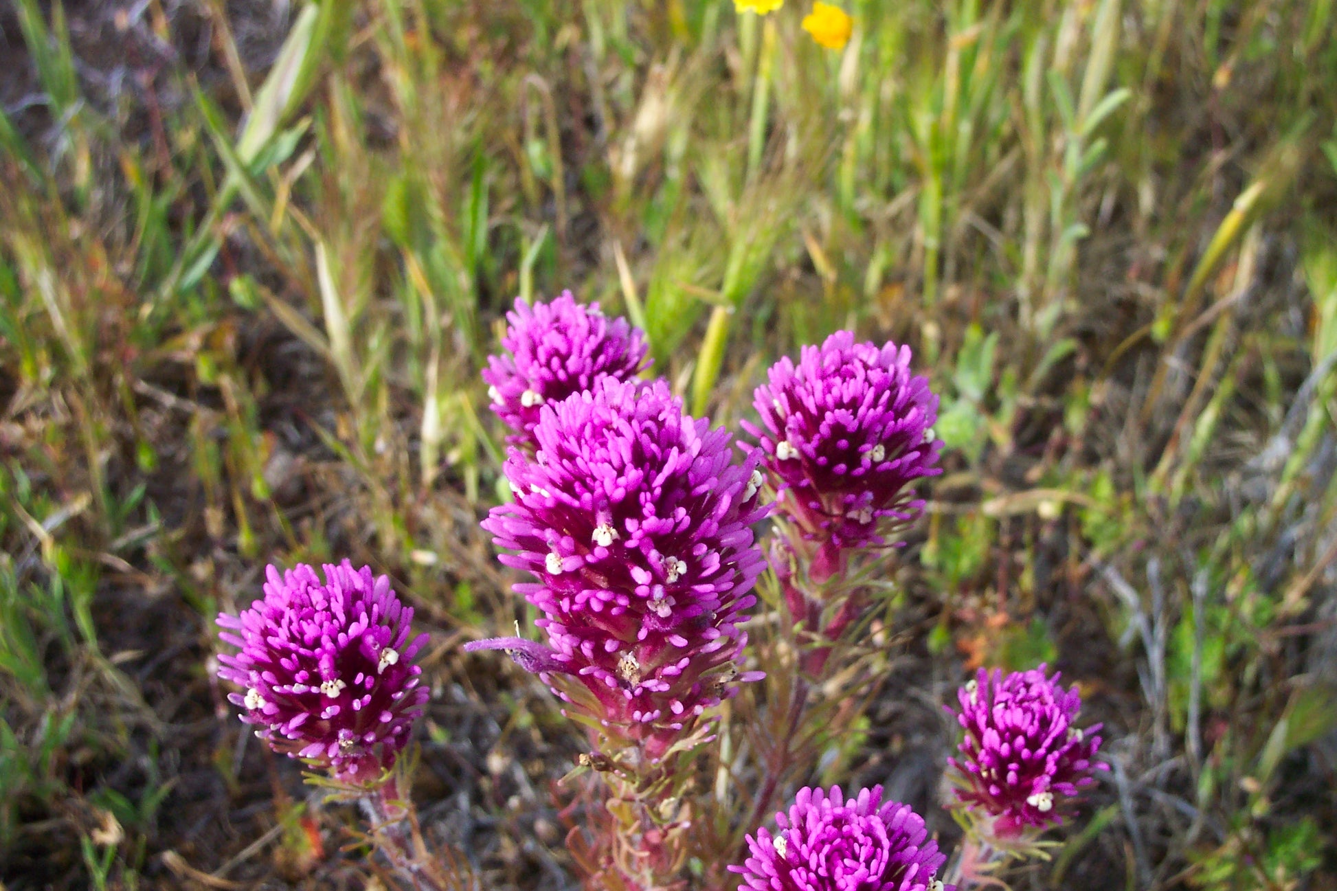 succulent owl's clover Castilleja exserta, Purple Owl's Clover