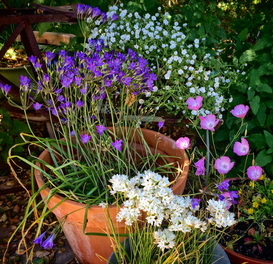Native Bulb Combo