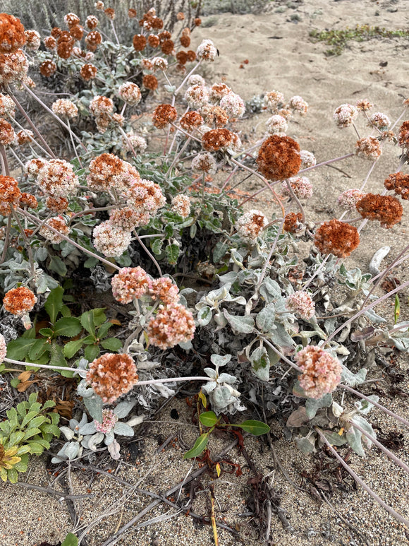 Eriogonum fasciculatum, California Buckwheat