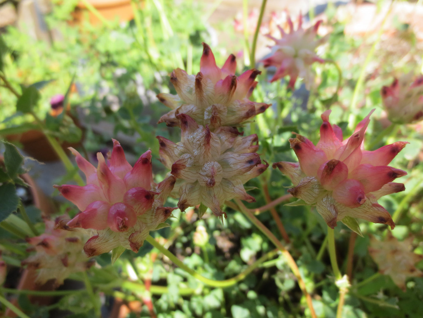 Trifolium fucatum, Bull Clover