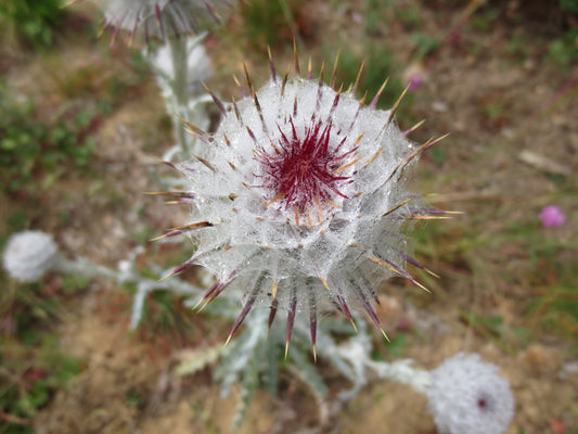 Cirsium occidentale, Cobweb Thistle
