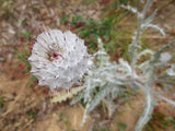 Cirsium occidentale, Cobweb Thistle