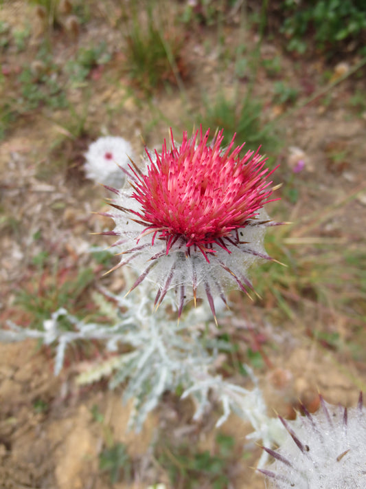Cirsium occidentale, Cobweb Thistle