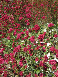Eriogonum grande var. rubescens, Red-flowered Buckwheat