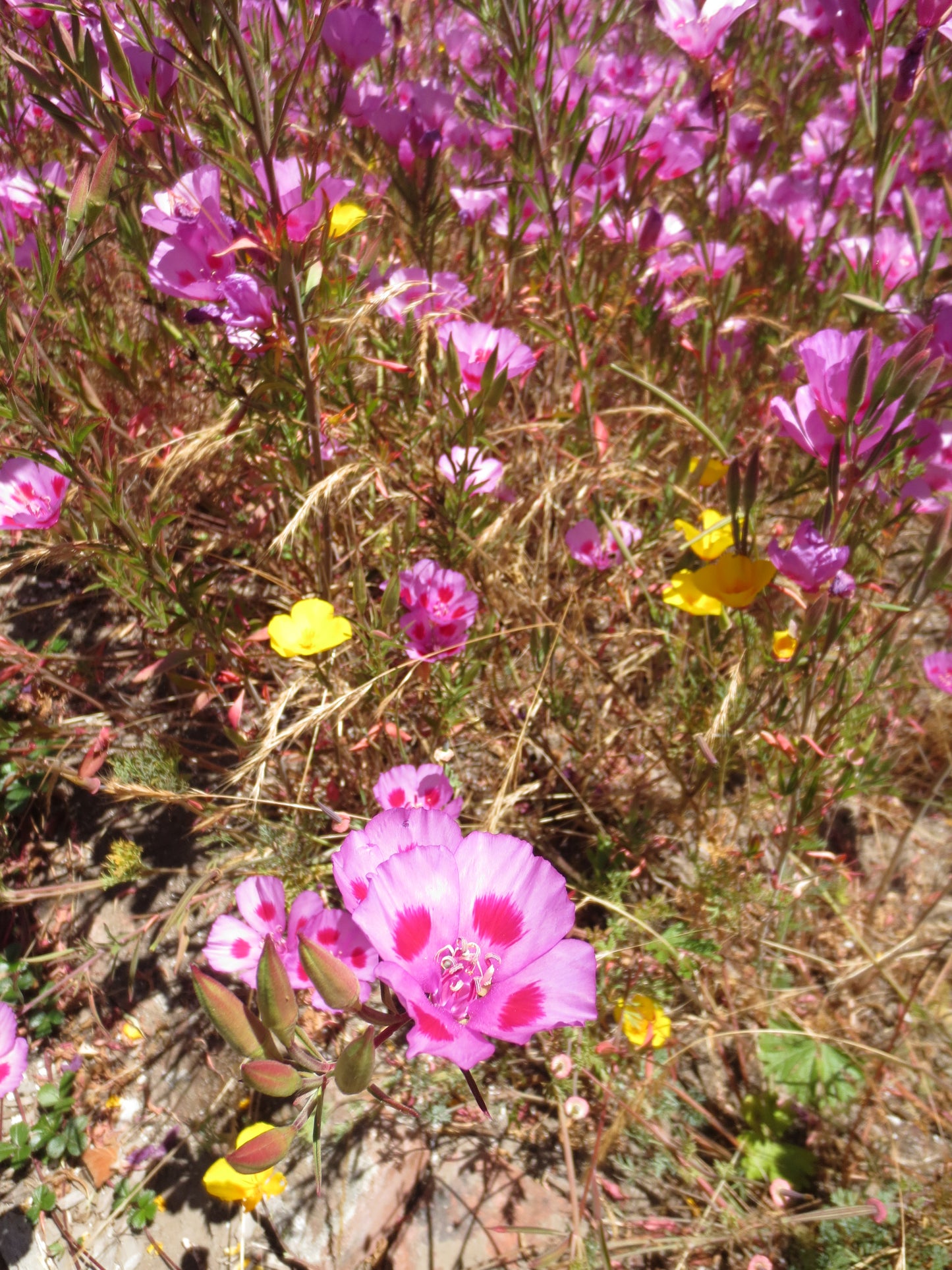 Clarkia amoena, Farewell-to-Spring 'Wild Form'