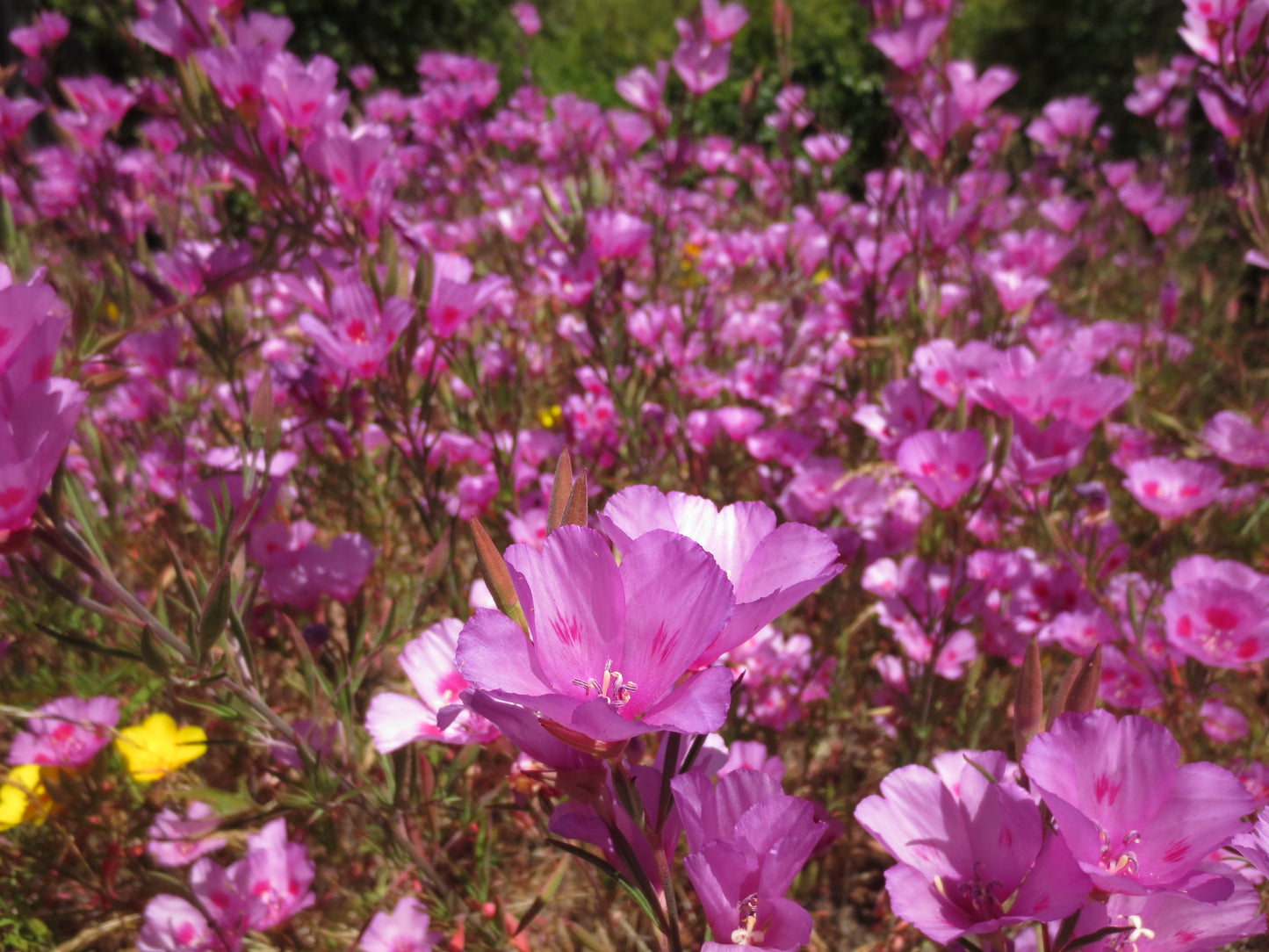 Clarkia amoena, Farewell-to-Spring 'Wild Form'