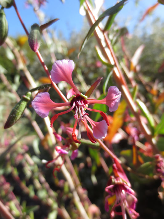 Clarkia unguiculata wild, Mountain Garland 'Wild Form'