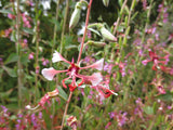 Clarkia unguiculata wild, Mountain Garland 'Wild Form'
