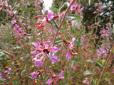 Clarkia unguiculata wild, Mountain Garland 'Wild Form'