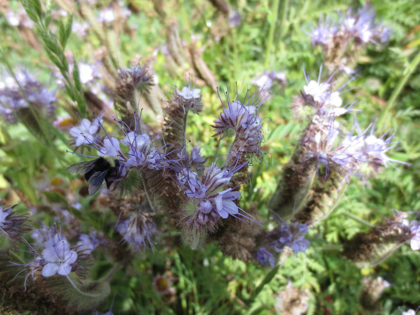 Phacelia tanacetifolia, Tansy-leaved Phacelia