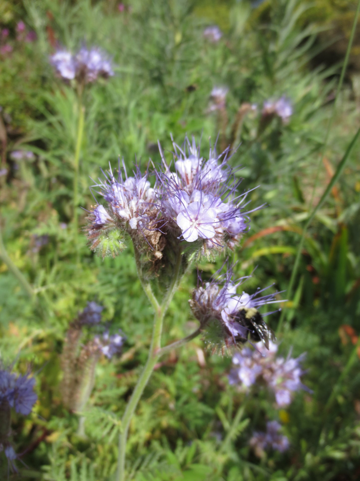 Phacelia tanacetifolia, Tansy-leaved Phacelia
