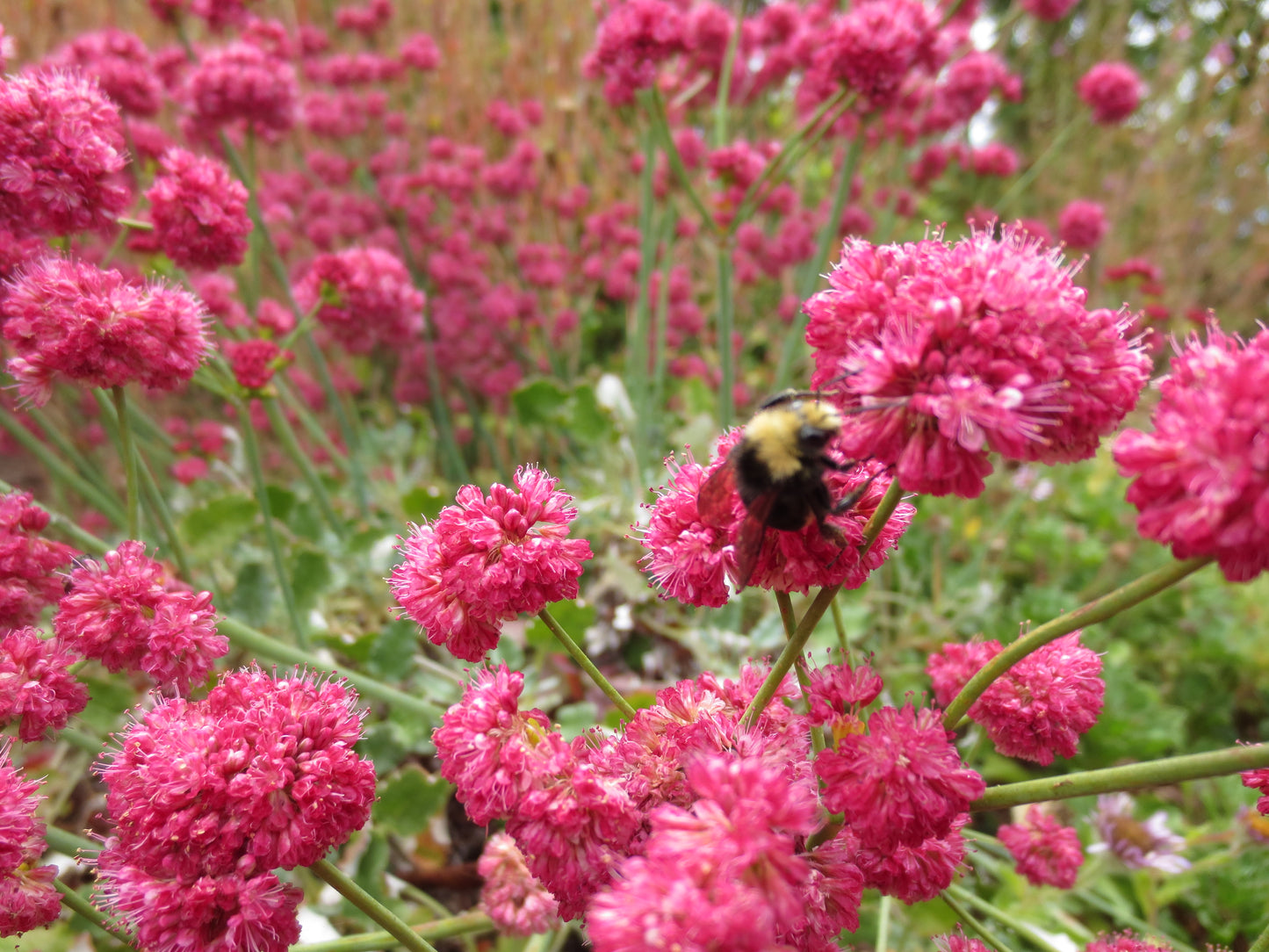 Eriogonum grande var. rubescens, Red-flowered Buckwheat