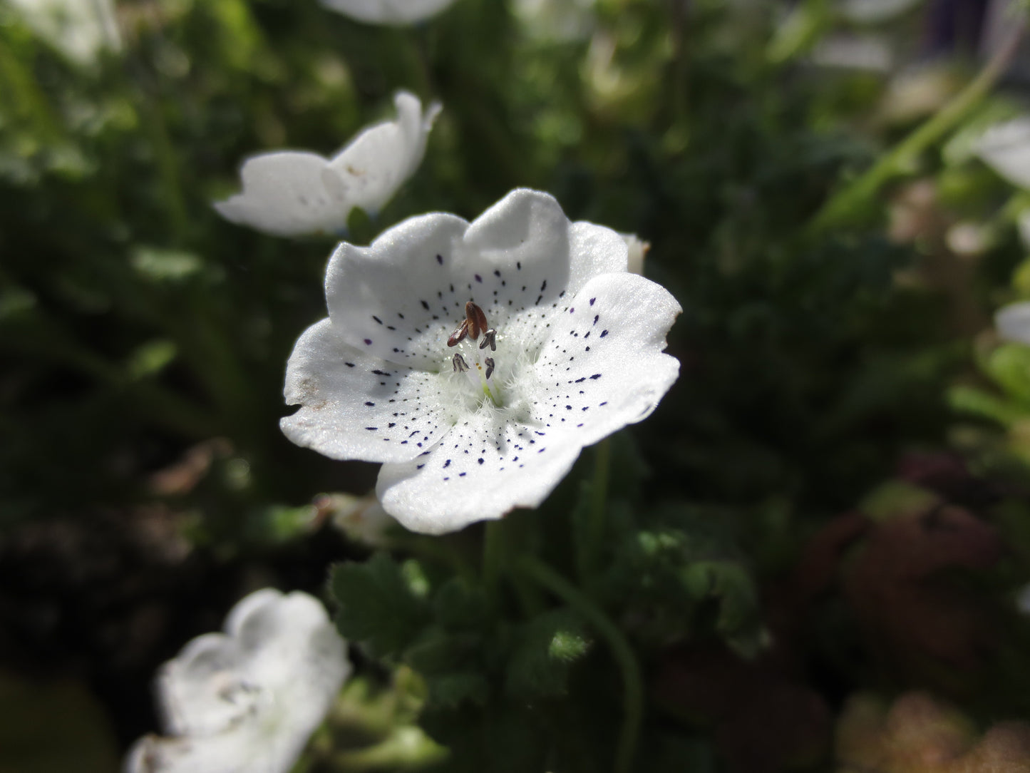 Nemophila menziesii var. atomaria, Baby-Blue-Eyes 'White Form'