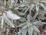 Salvia apiana, White Sage