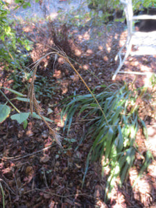 Elymus californicus, CA Bottlebrush Grass