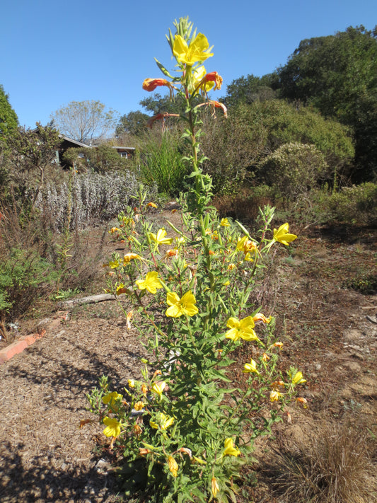 Oenothera hookeri, Evening Primrose